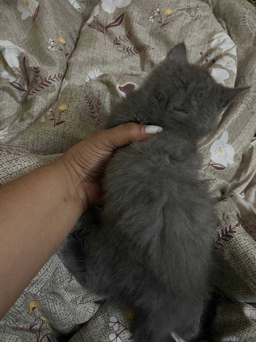 Britaniski  SCOTTISH FOLD mushuk/кошка 2 oylik