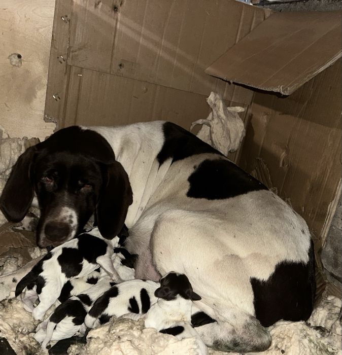 Щенки Дратхаара.