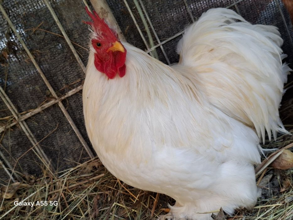 Vand cocos chochinchina pitic matur