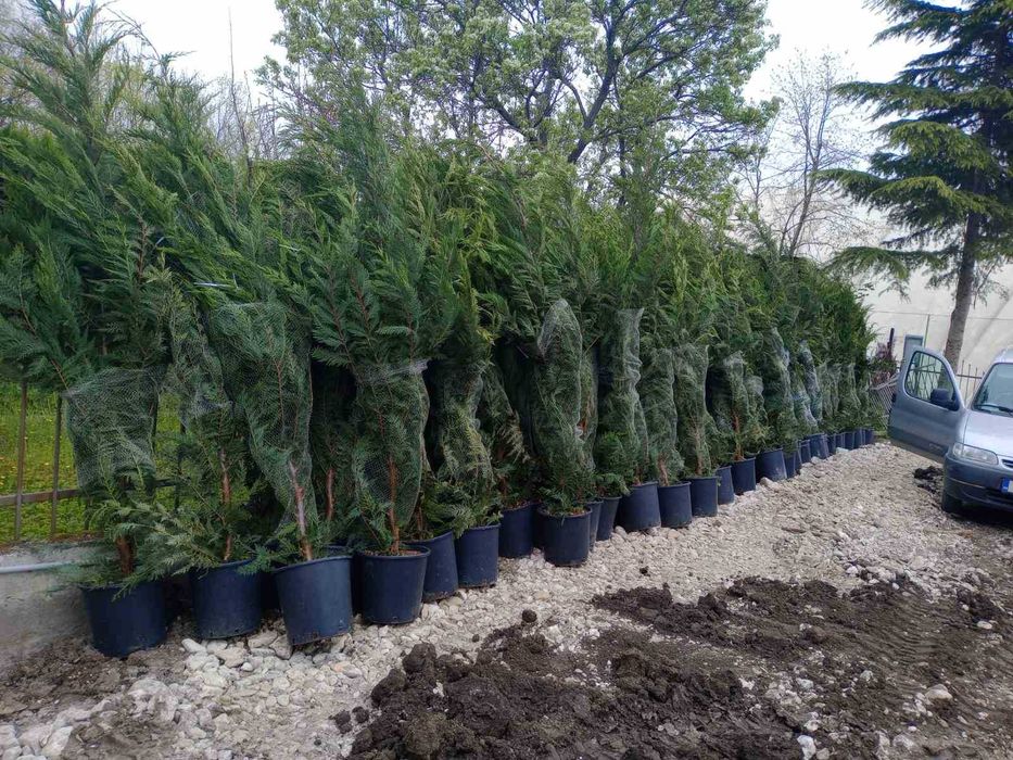 Градинарски услуги, озеленяване, подрязване на жив плет и почистване