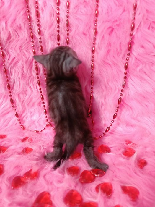 Остались 2 котят девочек шотландка+бенгал