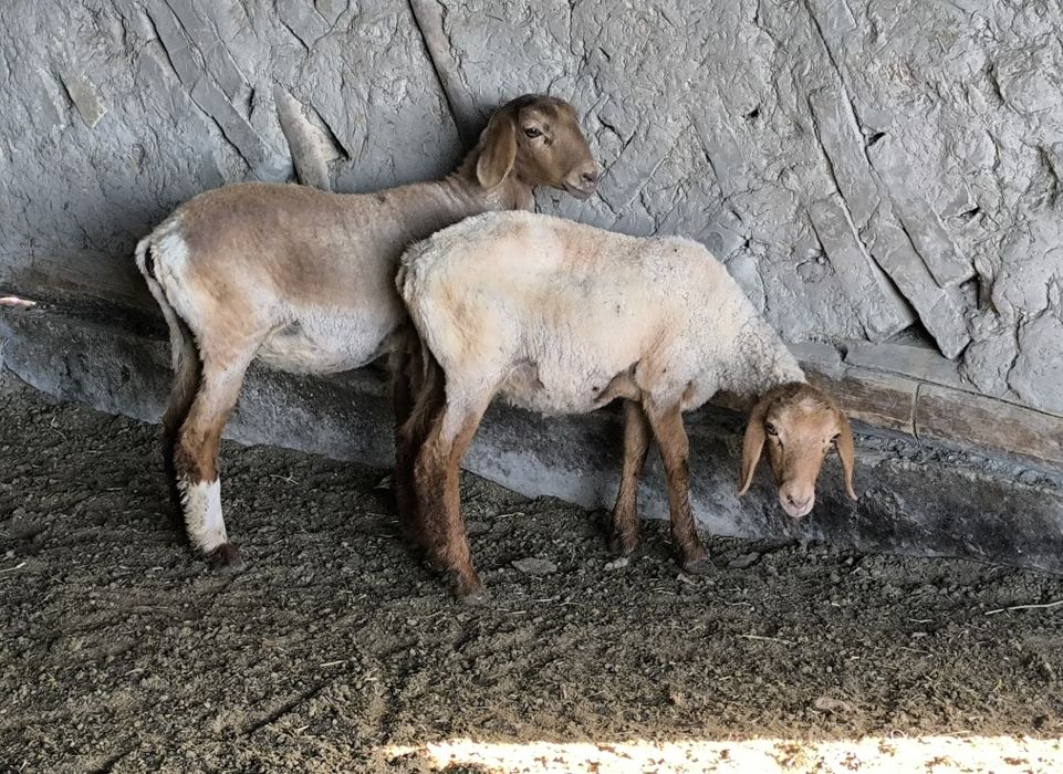 Egiz barra sotiladi