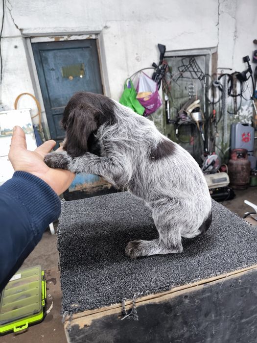 Продам щенят Дойч дредхар