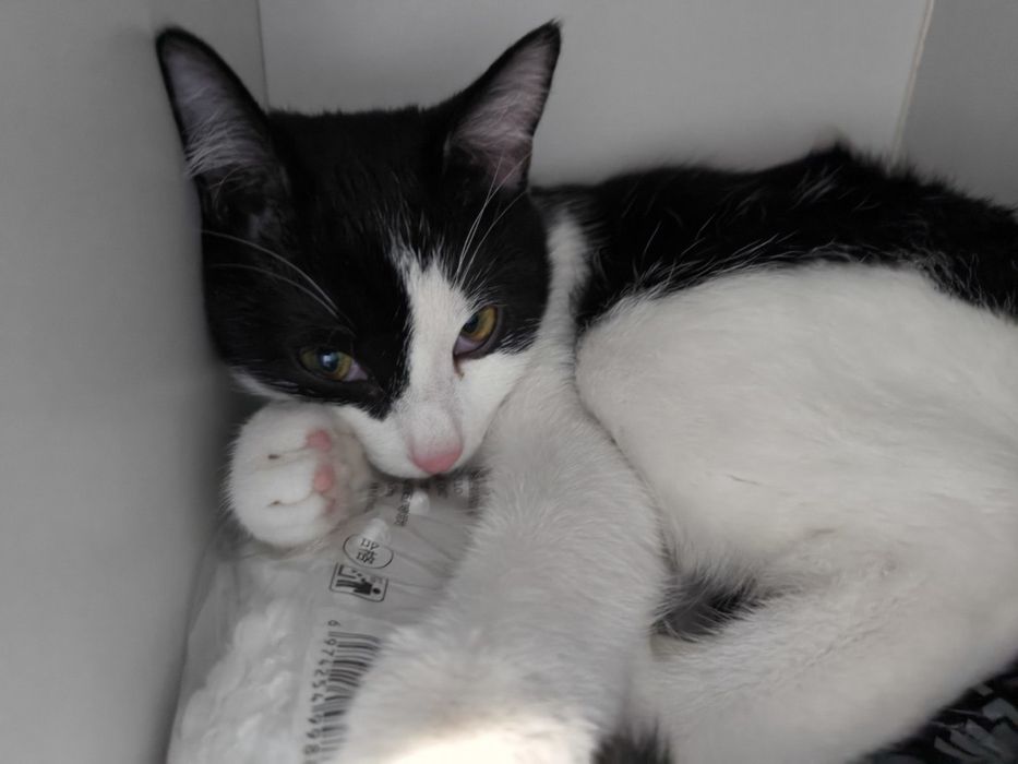 Котенок 7 месяцев