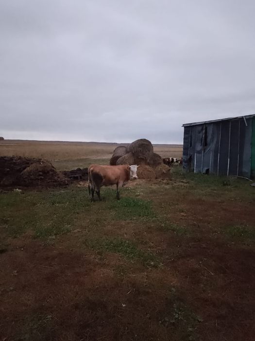 Продам корову молочную