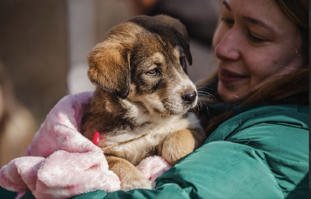 Търсят се осиновители за кучета бебета!
