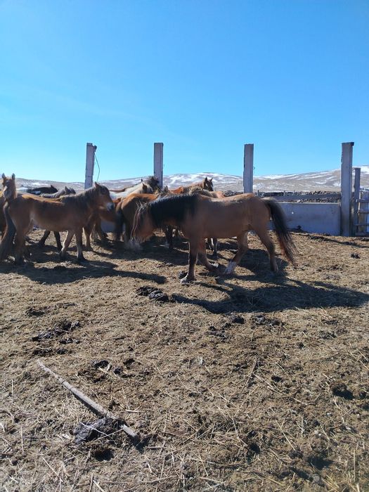 Жети жасар ат кылып мингенге кула сатылады
