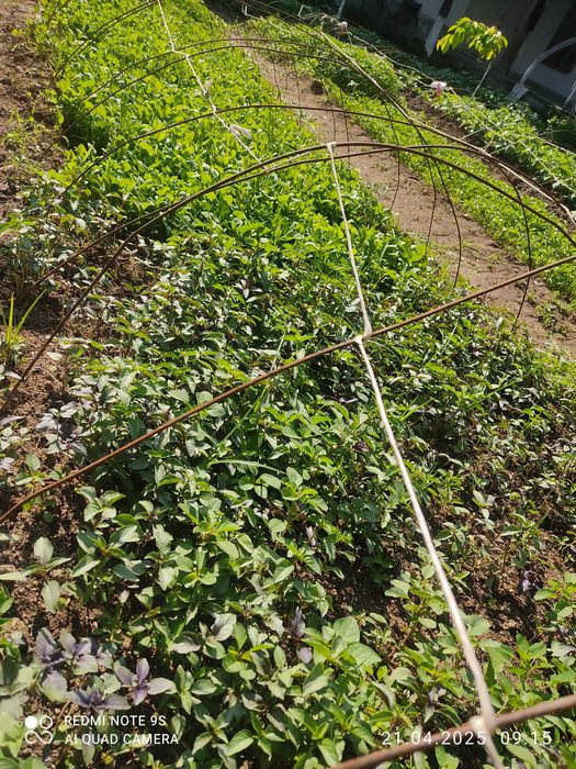 Ko'chathoi pamidor balgar boyimjon rayhon qalamfur