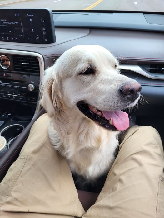 Золотистый ретривер ищет невесту!