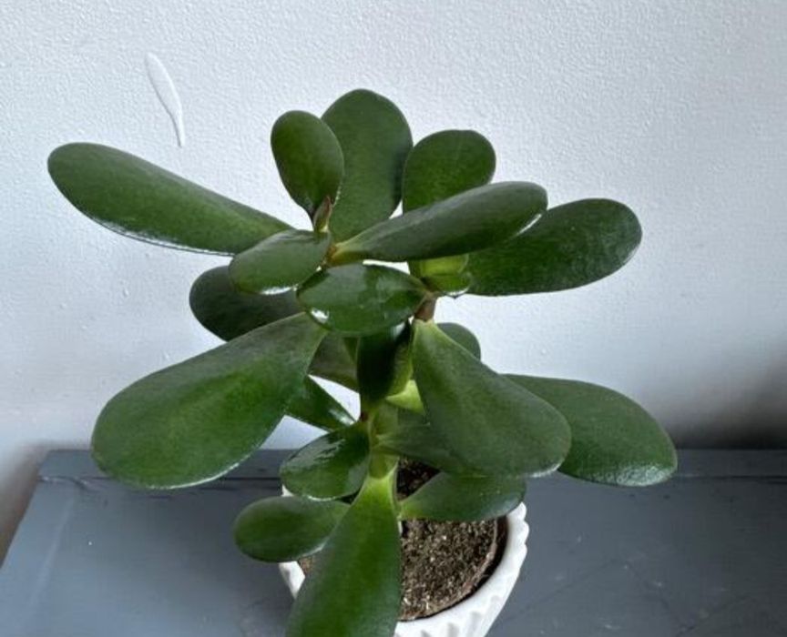 Денежное дерево, толстянка