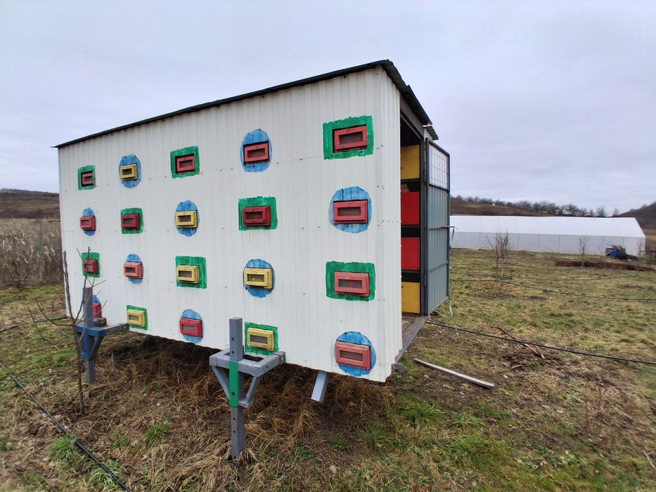 Lazi albine în stare buna