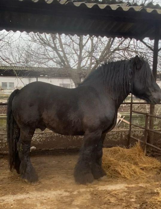 Armasar ardenez pentru monta