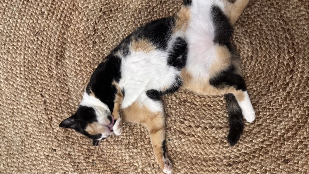 Кошку только в добрые руки