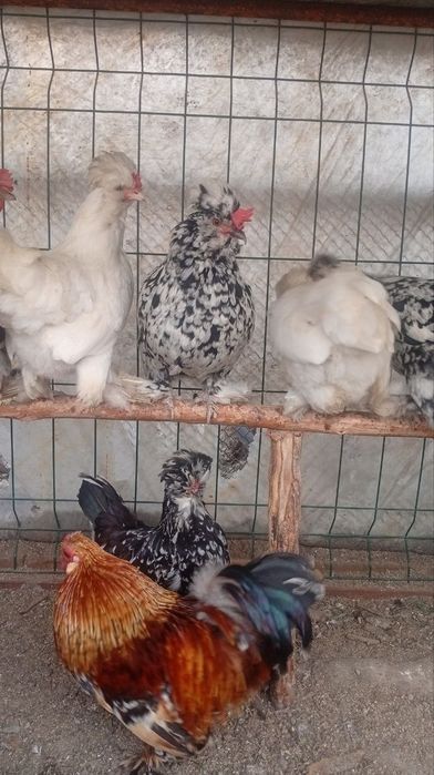 Yaponcha tovuq tuxumlariga zakas olamiz 5 mingdan