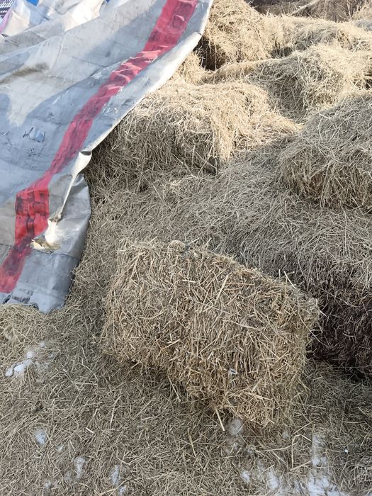 Жонышқа сатылады 1600 тенге