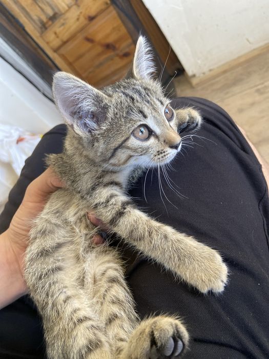 zotdor mushug jisni erkak