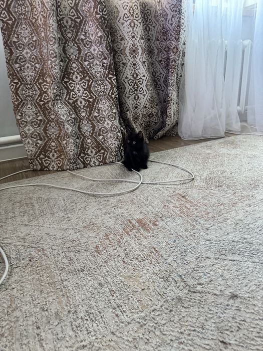 Отдам котенка в добрые и любящие руки