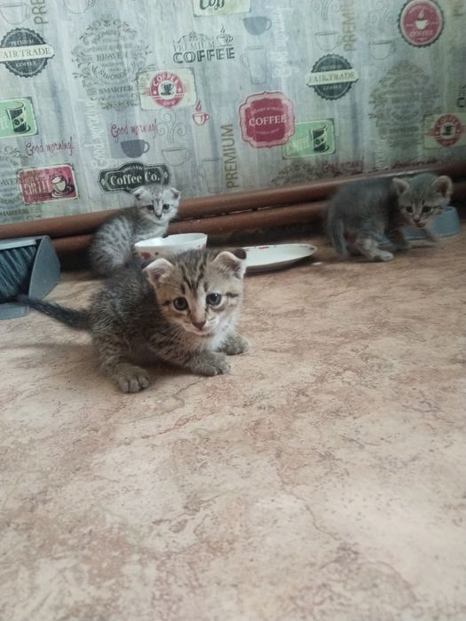 Котята в добрые руки