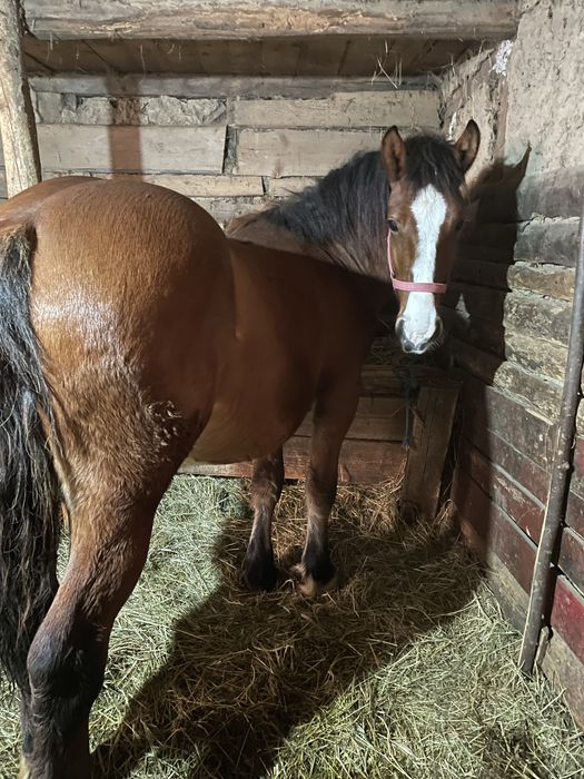 Vand 3 mânji de un an si 4 luni