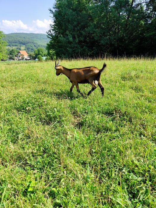 Vând iezi si tapi alpin francez