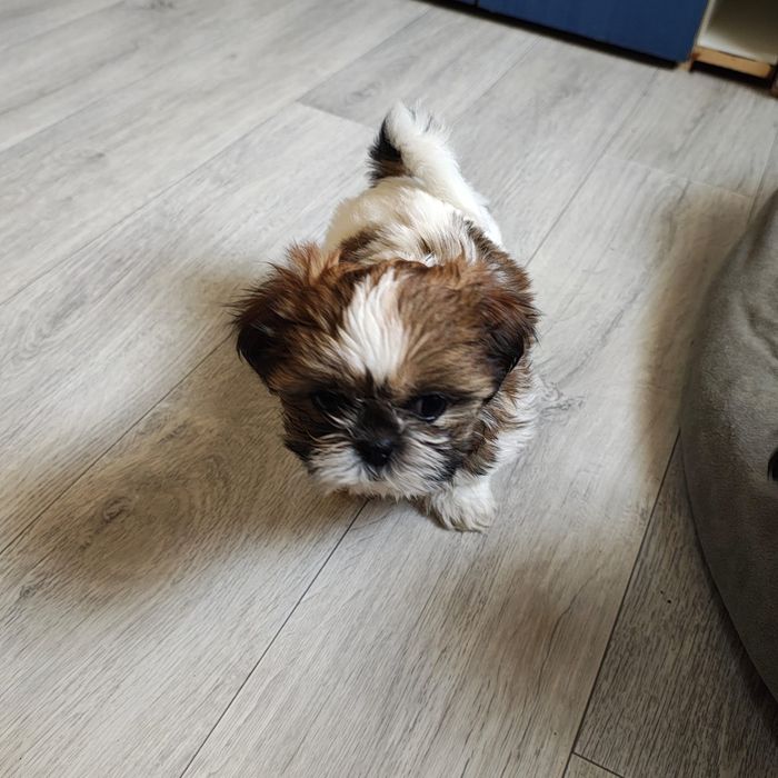 Pui Shih Tzu de vânzare