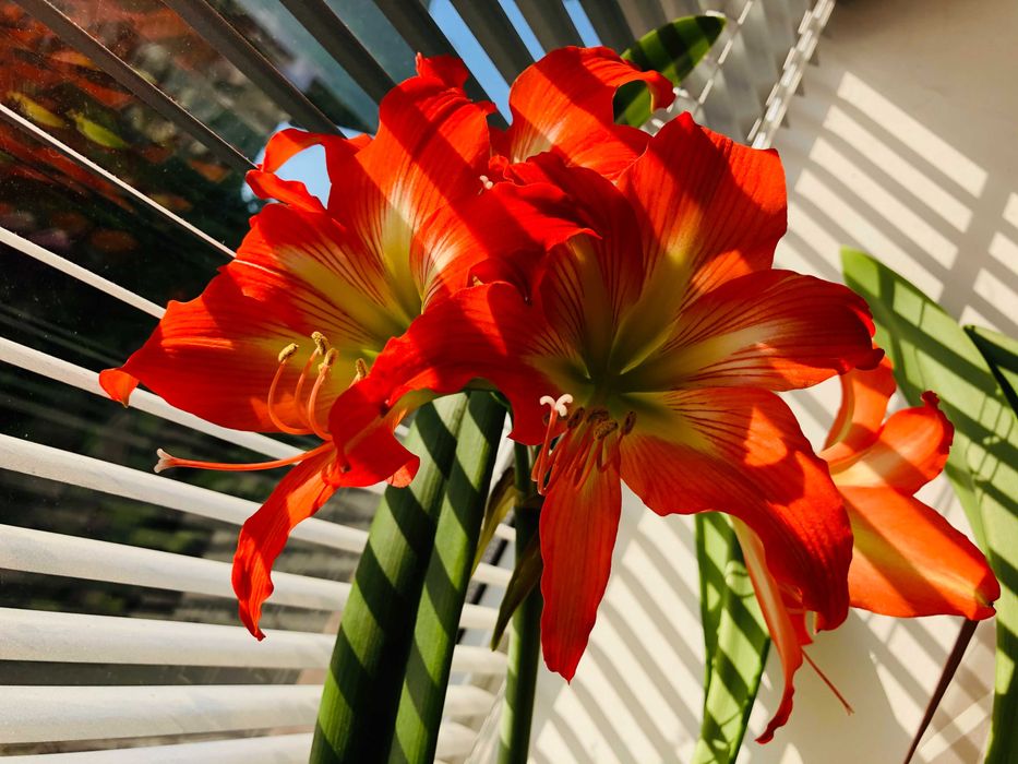 Рицарска звезда - Хипеаструм/Амарилис