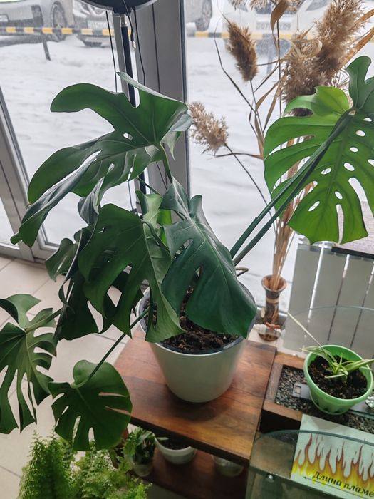 Манстера. Комнатное растение