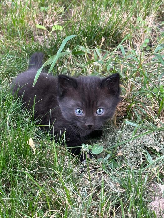 Котенок в хорошие руки