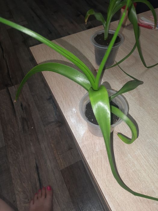 Продам Гибискус, индийский лук.