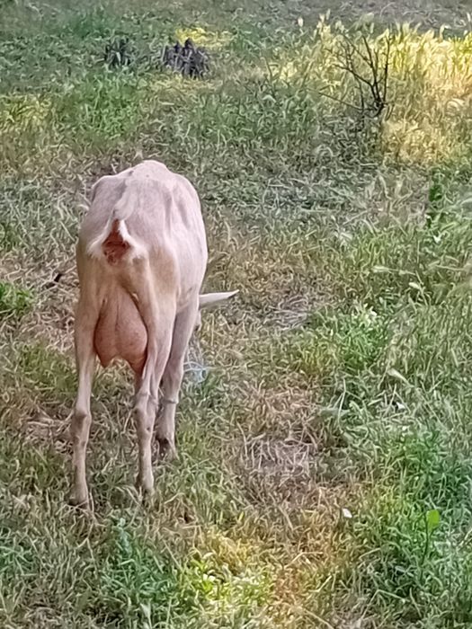 Animale de vanzare