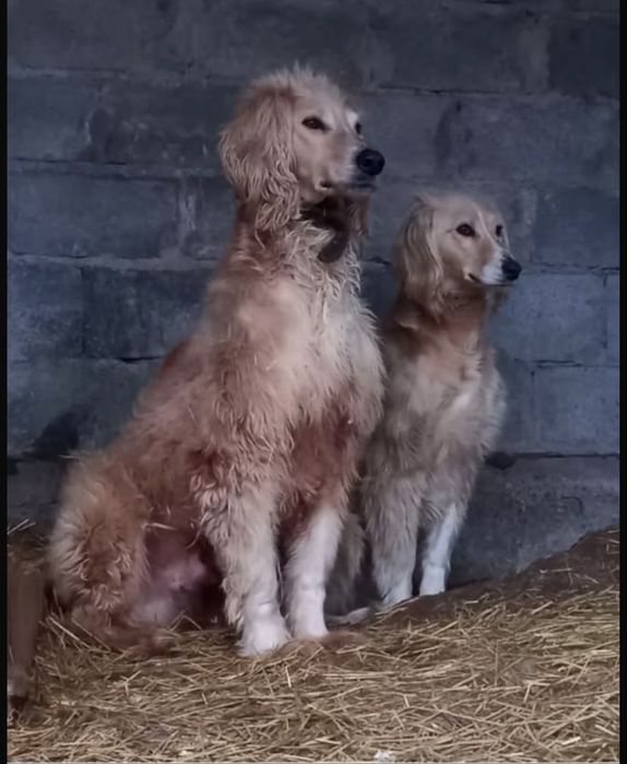 Продам щенков тазы