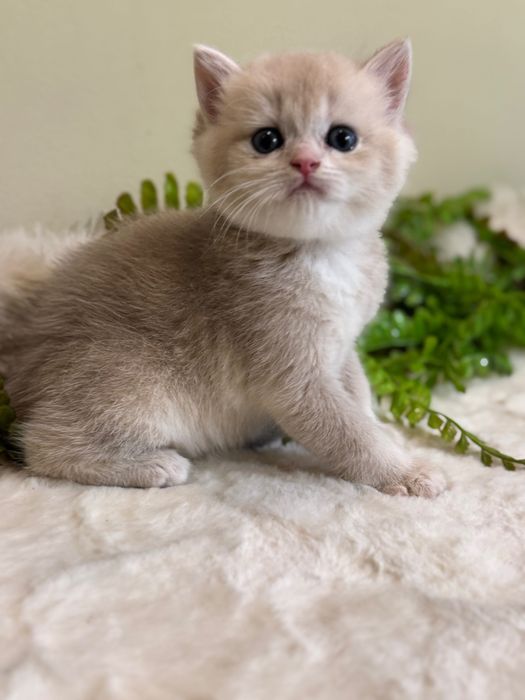 Продается британский ay12