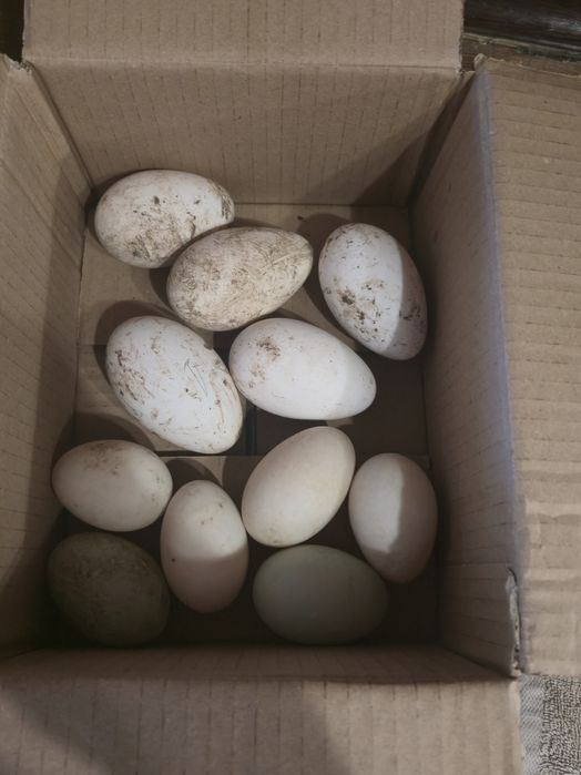 Гъши яйца за люпене