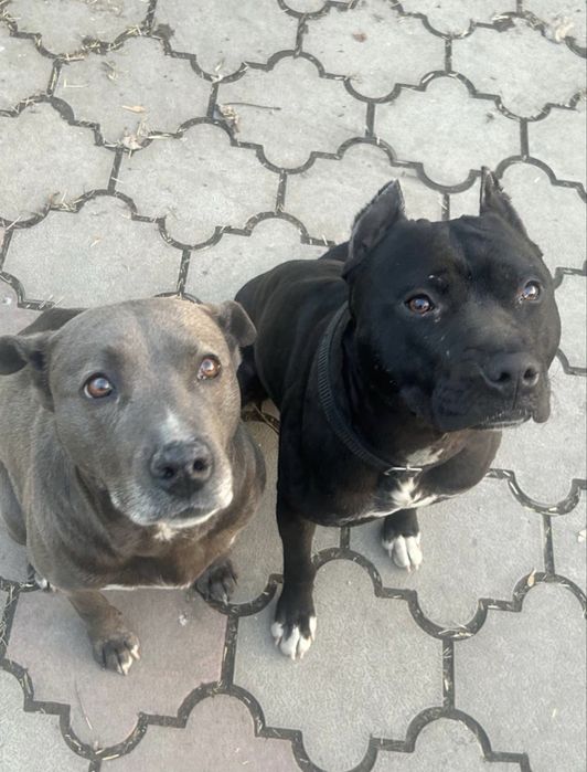 Щенки питбули.