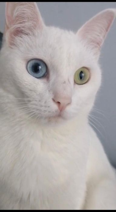 Отдадим кошку, стерилизована