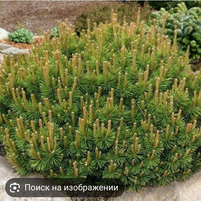 Продам хвойные деревья