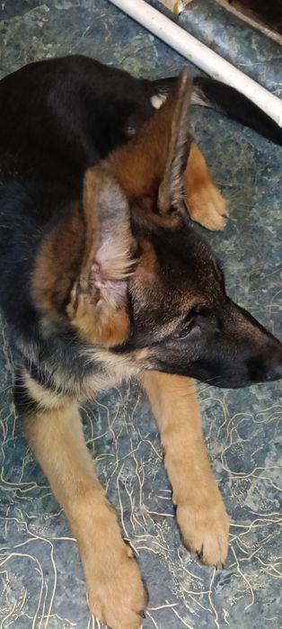Продам щенка немецкой овчарки
