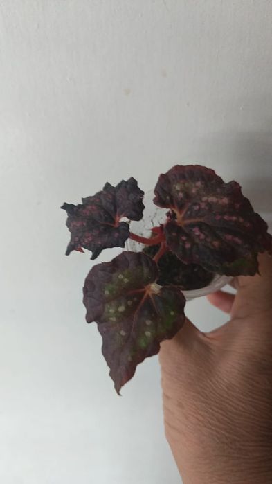 Каталог бегоний Петропавловск