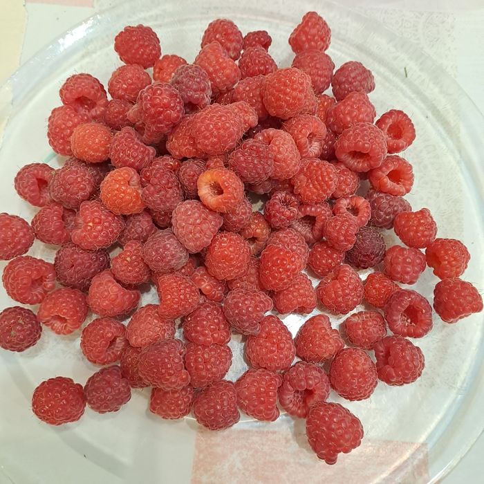 Продам саженцы малины.