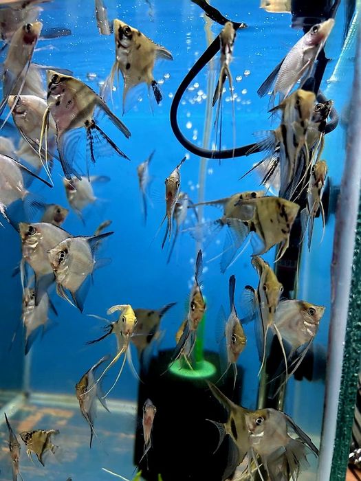 Золотые рыбки Скалярия.