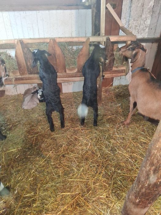 Disponibil tap 1 .5 ciut genetic !