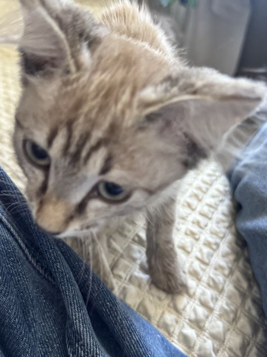 Котенок ласковая