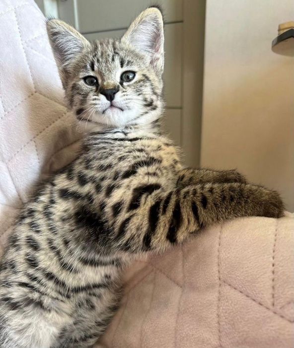 Отдам котят в добрые руки