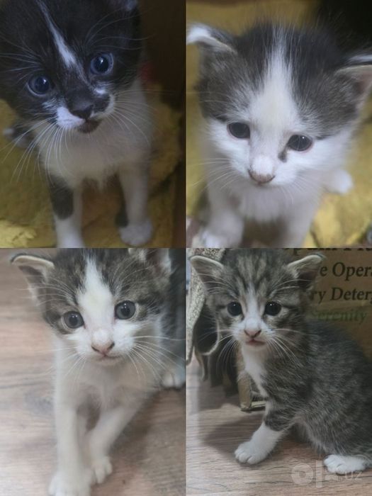 Отдам котят в хорошие руки