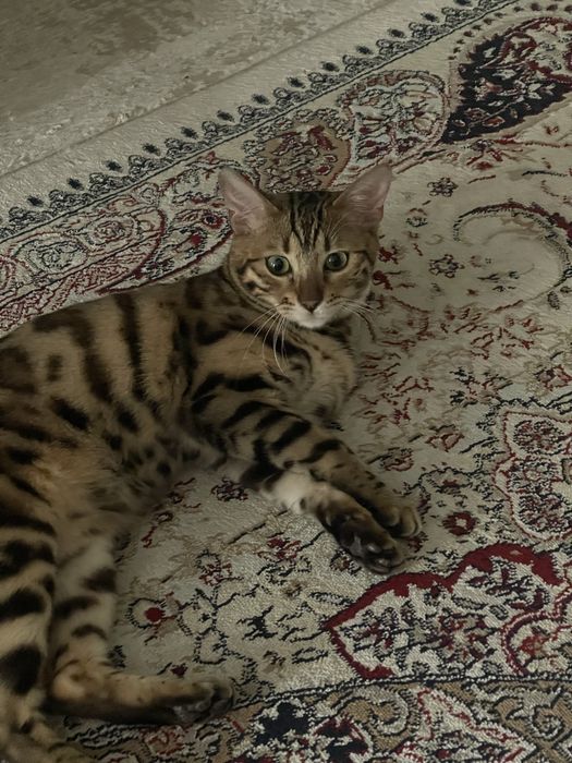 Бенгальский котенок