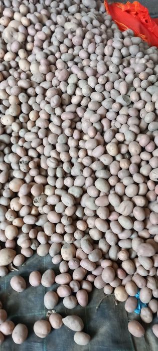 Cartofi pentru animale