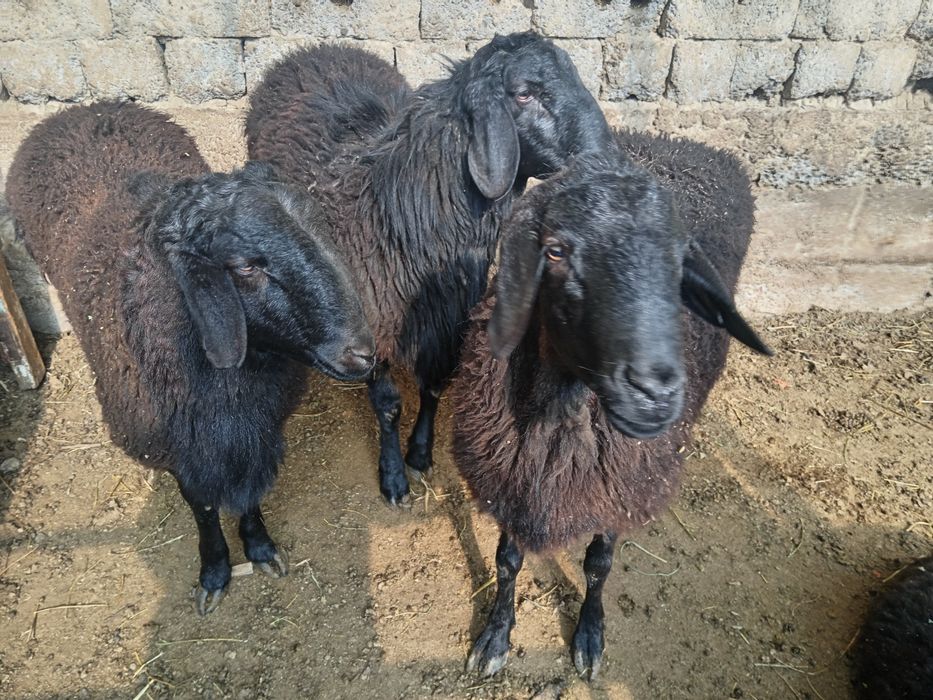 Qochqor Qo'chqor koy кочкор куй