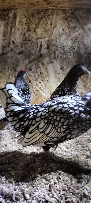 Seberak serbrist joʻjalari sotiladi