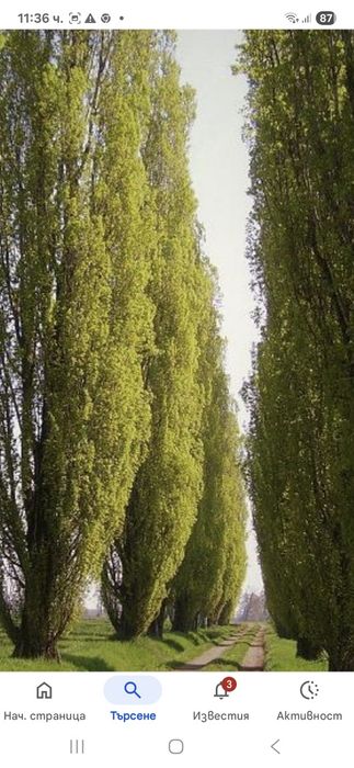 Топола едногодишни  фиданки