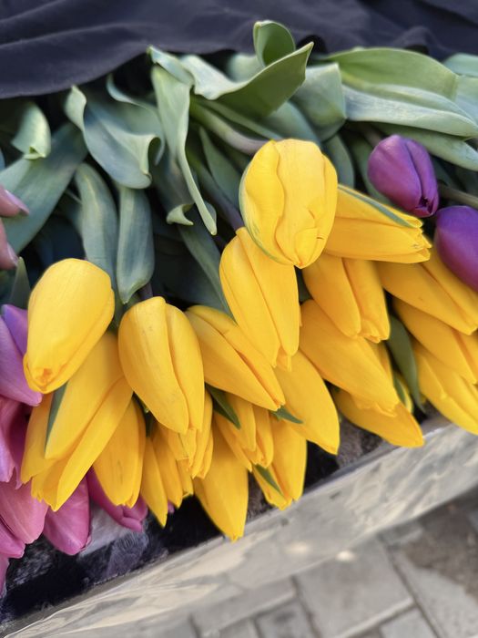 Тюльпан голландские 55-60см